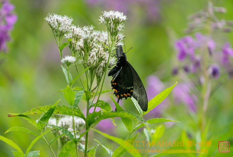 ../Images/7R250726 (288).jpg